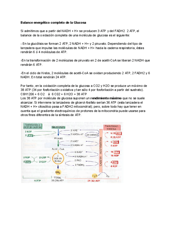 Miniatura del documento Balance-energetico-completo-de-la-Glucosa.pdf