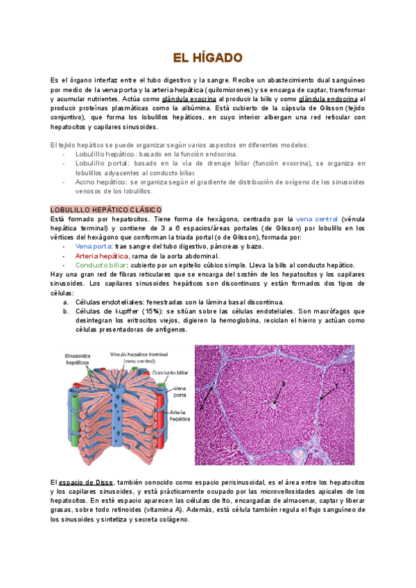 Miniatura del documento 5.3-Aparato-digestivo-Higado-y-pancreas.pdf