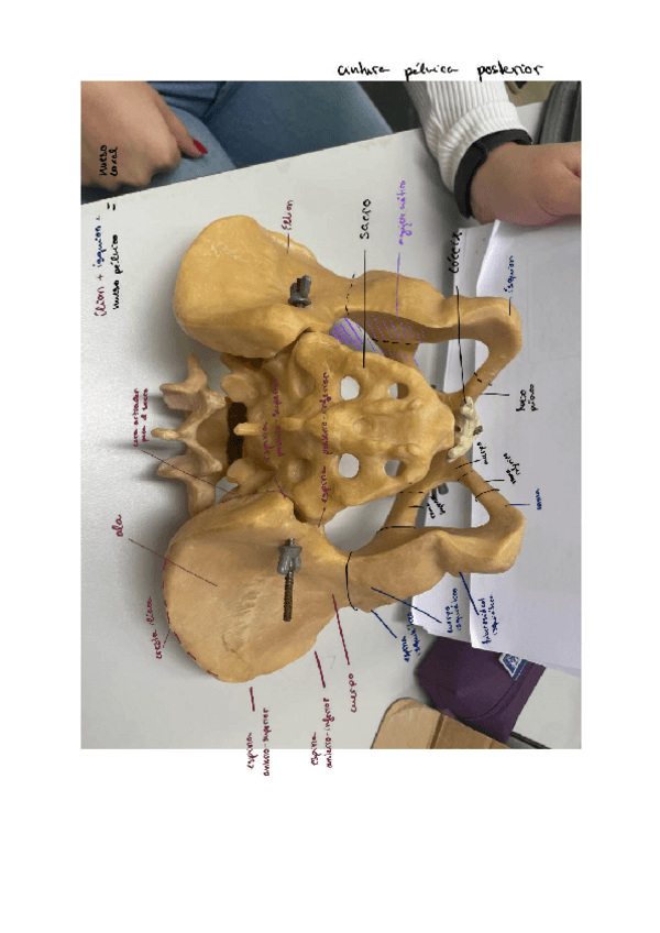 Miniatura del documento Extremidad-inferior.pdf