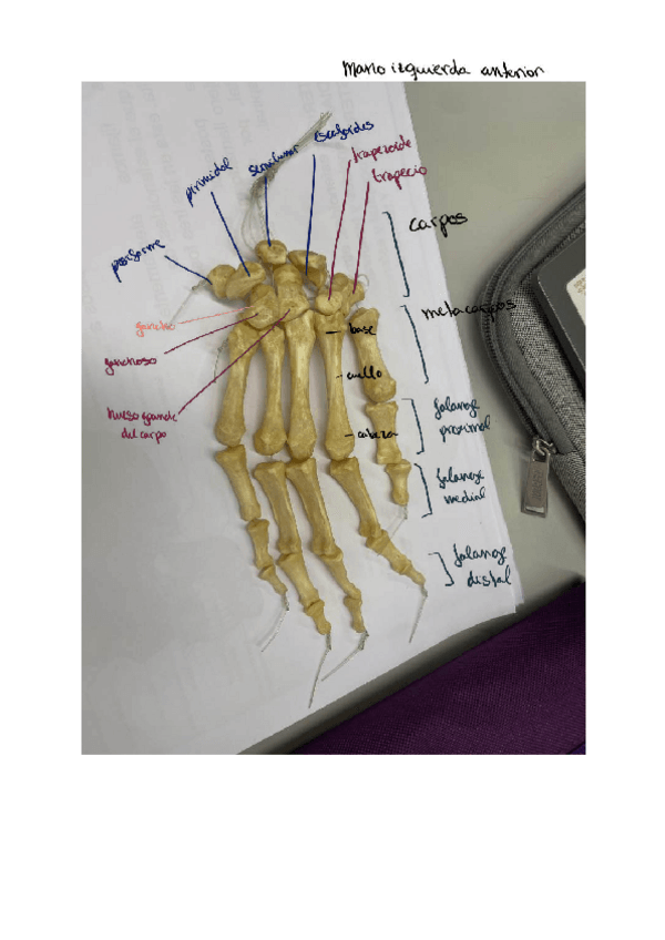Miniatura del documento Extremidad-superior.pdf