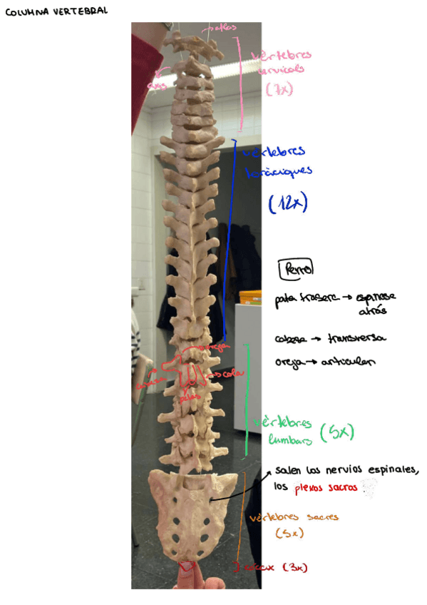 Miniatura del documento Columna-y-vertebras.pdf