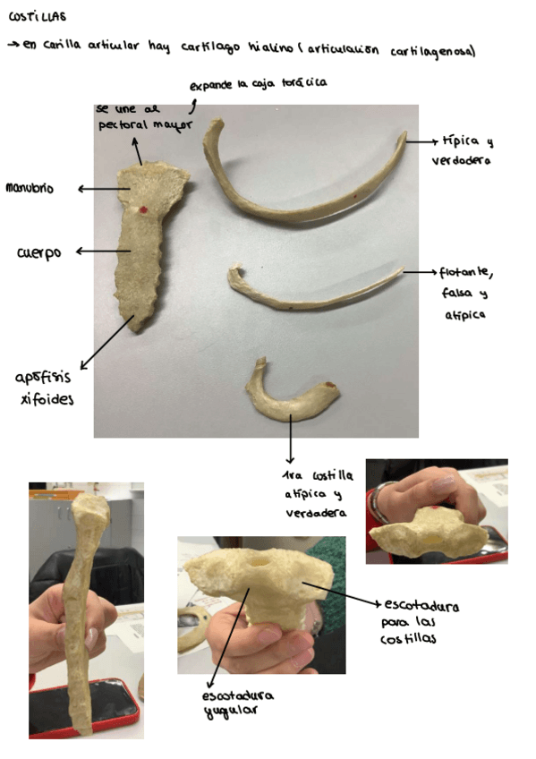 Miniatura del documento Costillas-y-esternon.pdf