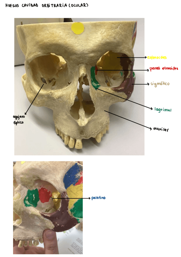 Miniatura del documento Craneo.pdf