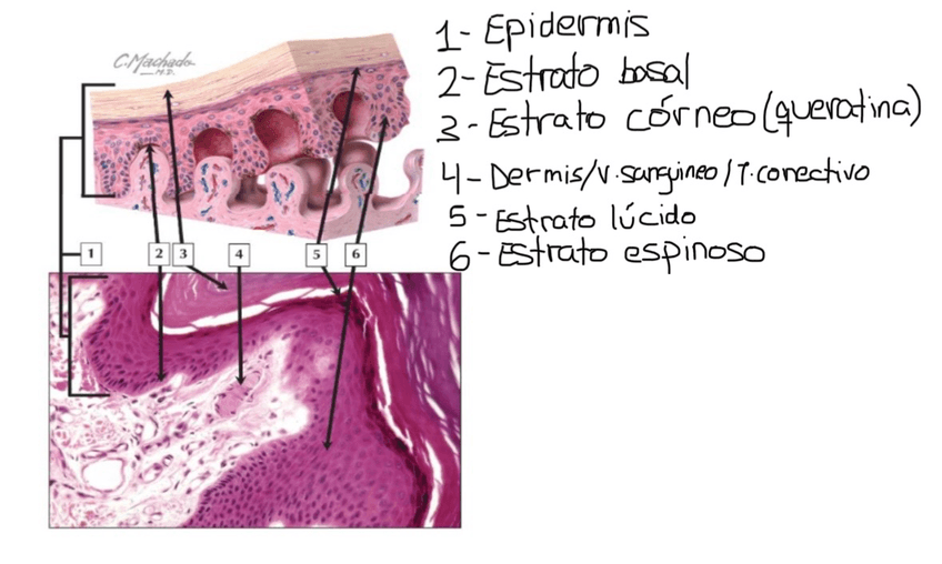 Miniatura del documento IMG3733.jpg