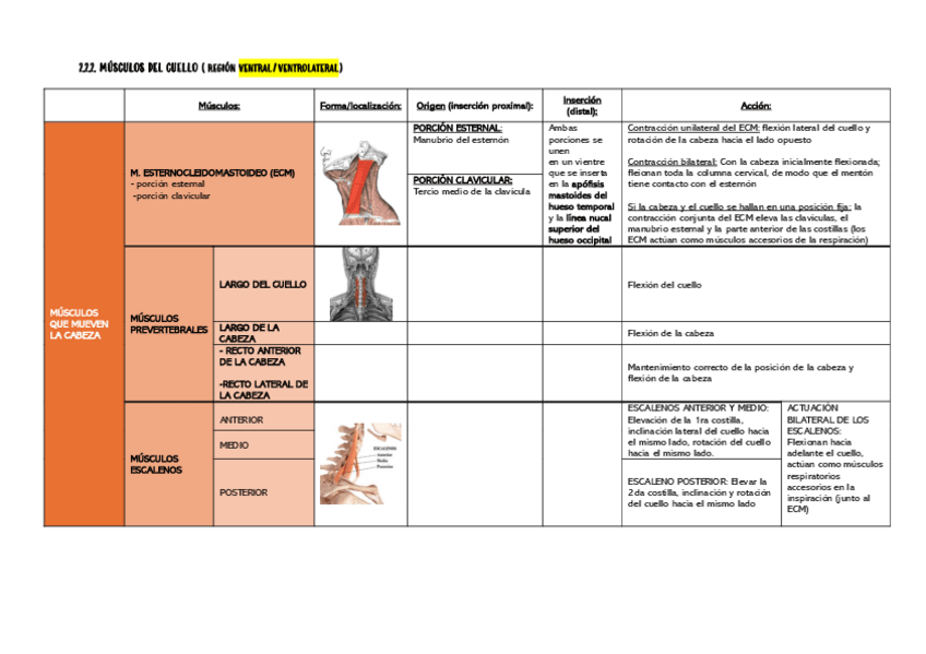 Miniatura del documento musculos-del-cuello.pdf