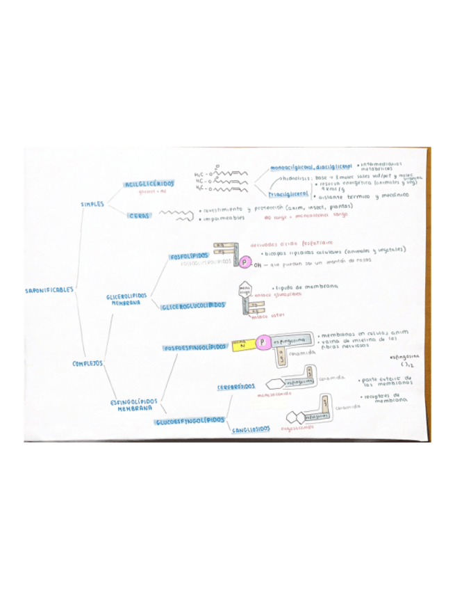 Miniatura del documento ESQUEMA-LIPIDOS-SAPONIFICABLES.pdf
