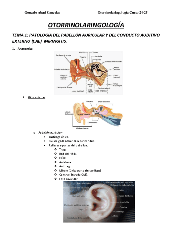 Miniatura del documento OTORRINOLARINGOLOGIAOTORRINOLARINGOLOGIA-CURSO-24-25.pdf