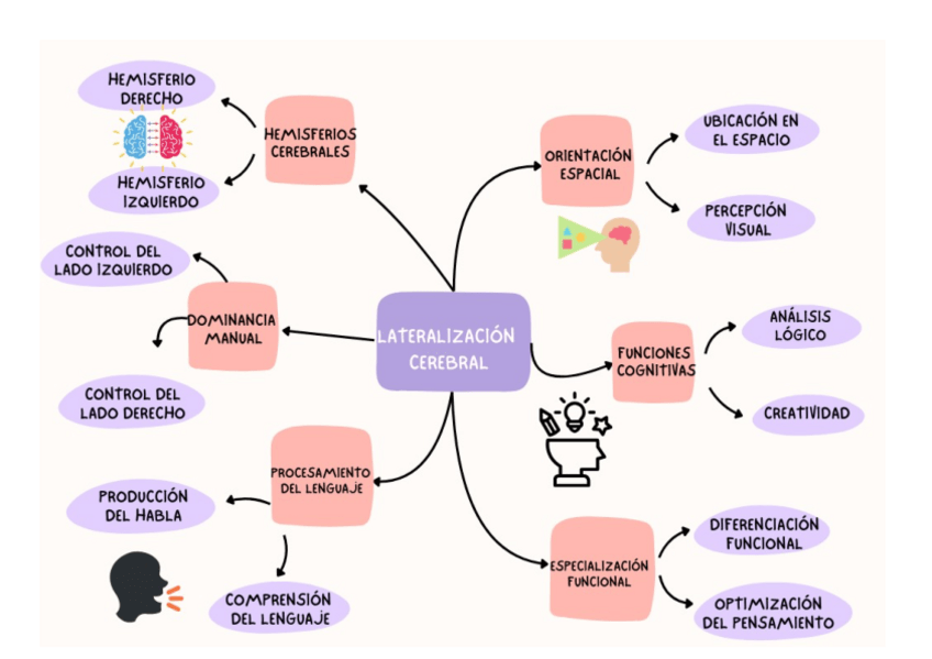 Miniatura del documento esquema-lateralizacion-cerebral.pdf
