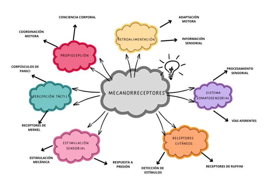 Miniatura del documento esquema-mecanorreceptores.pdf