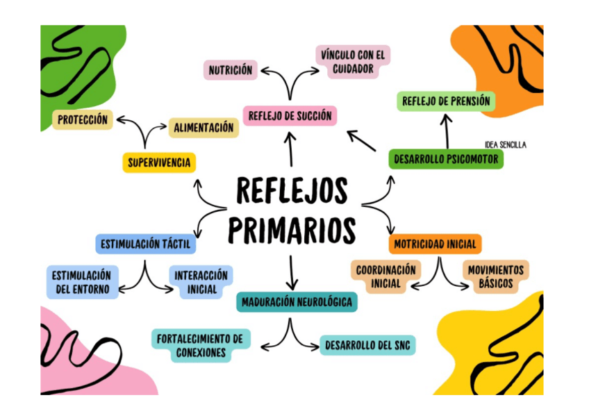 Miniatura del documento esquema-reflejos-primarios.pdf