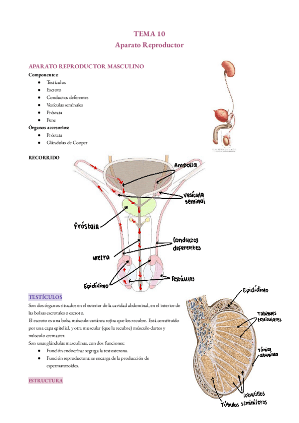 Miniatura del documento aparato-reproductor.pdf