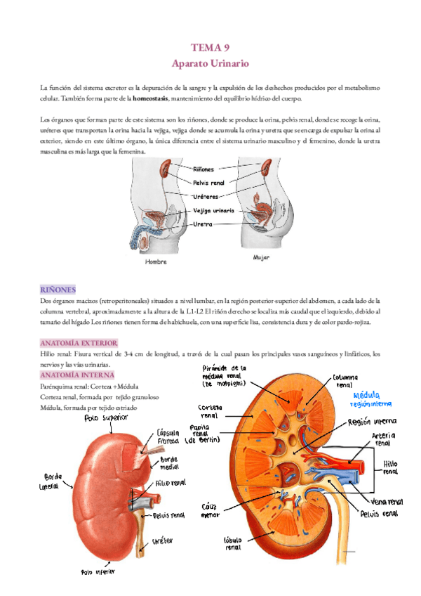 Miniatura del documento aparato-excretor.pdf
