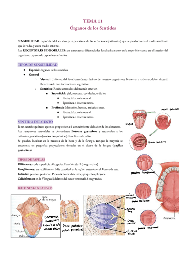 Miniatura del documento organos-de-los-sentidos.pdf