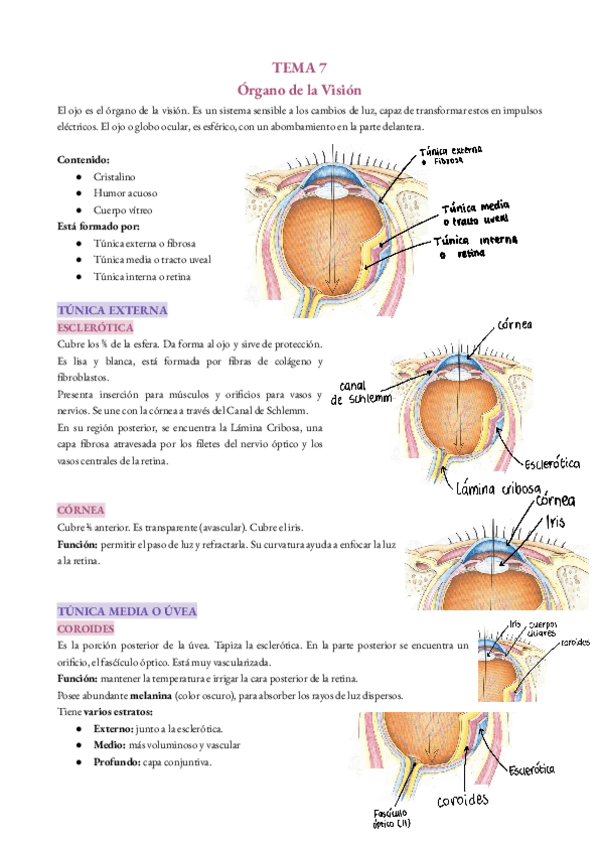 Miniatura del documento organo-de-la-vision.pdf