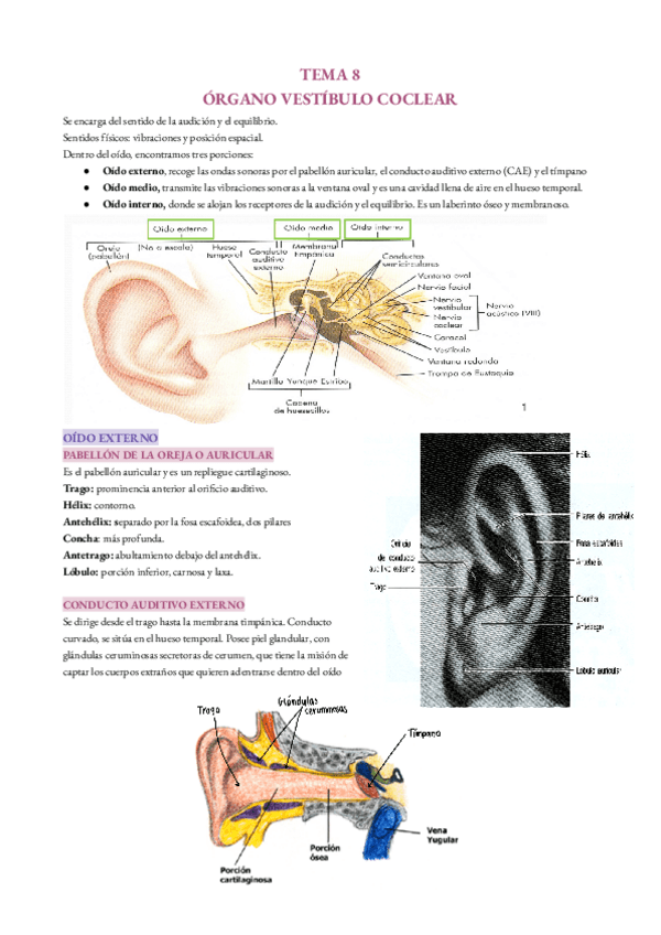 Miniatura del documento organo-vestibulo-coclear.pdf
