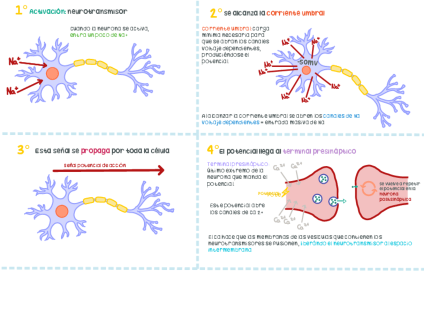 Miniatura del documento Potencial-de-accion.pdf