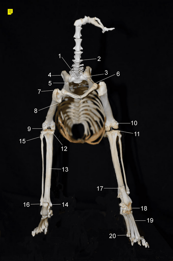 Miniatura del documento huesos-NOMBRE.pdf