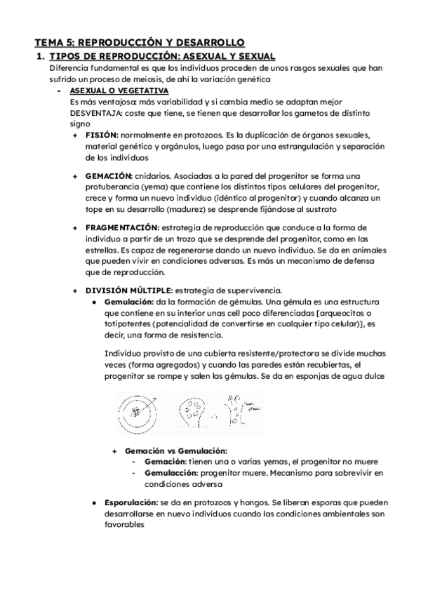 Miniatura del documento ZOOLOGIA-TEMA-5.-REPRODUCCION-Y-DESARROLLO.pdf