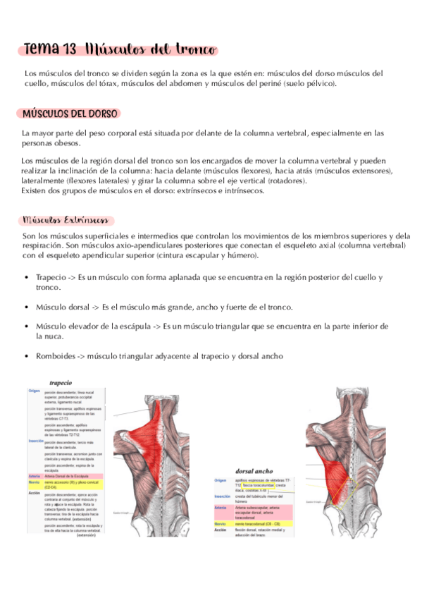 Miniatura del documento tema-13.-musculos-del-tronco.-apuntes.pdf
