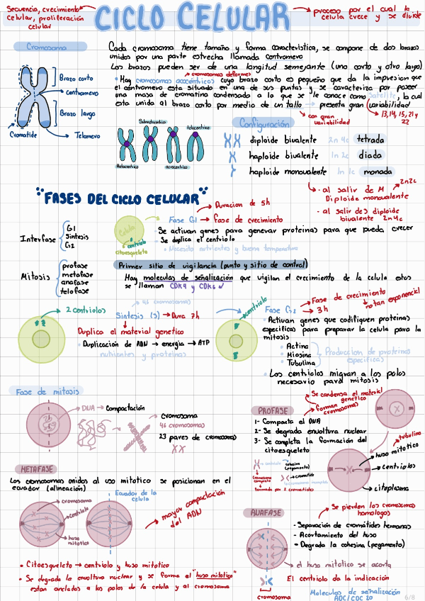 Miniatura del documento Ciclo-celular-y-su-Regulacion.pdf