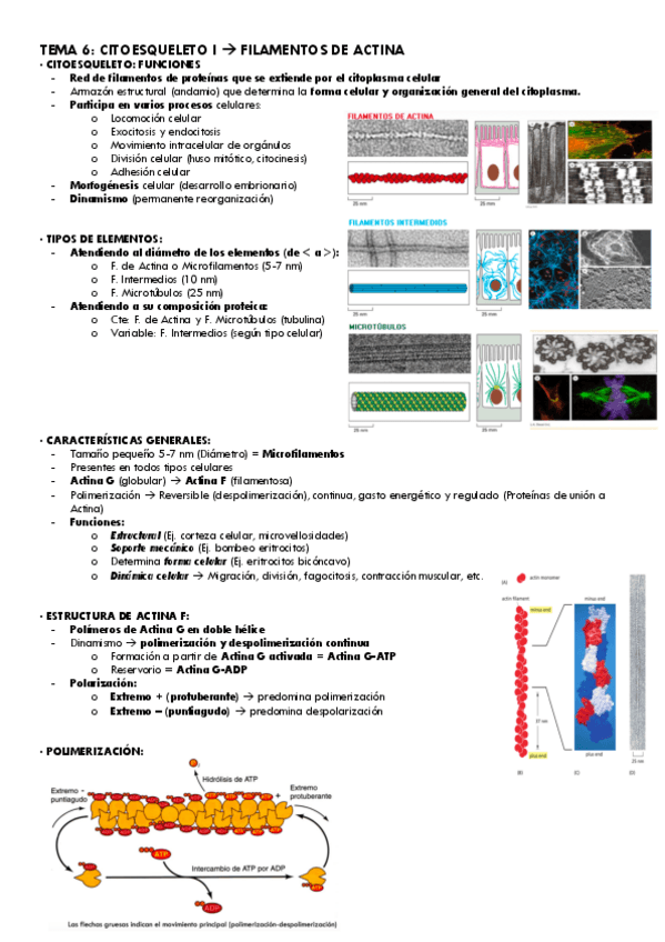 Miniatura del documento Tema-6-Bio.Cel..pdf