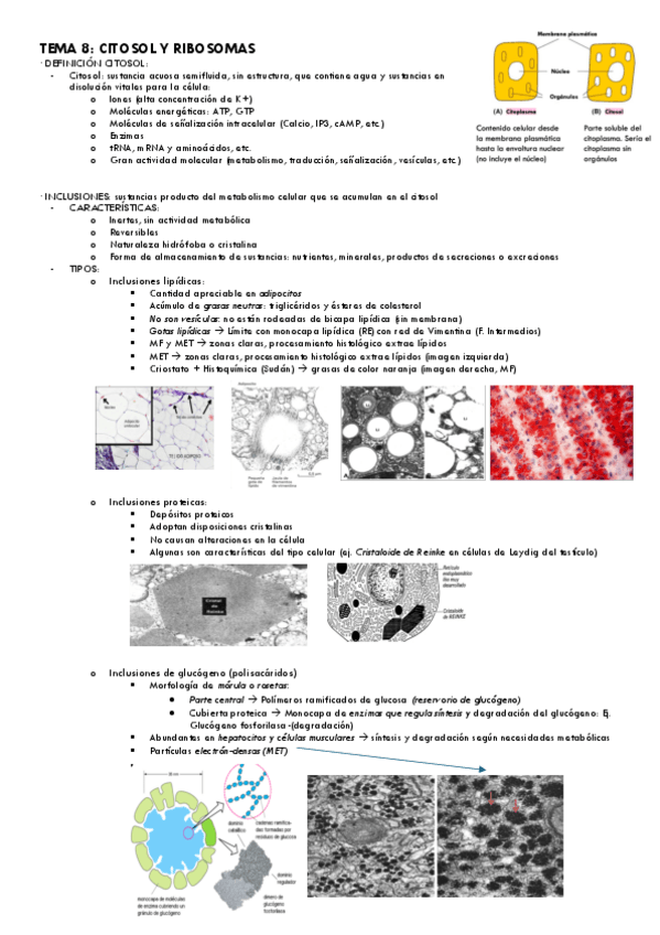 Miniatura del documento Tema-8-Bio.Cel..pdf