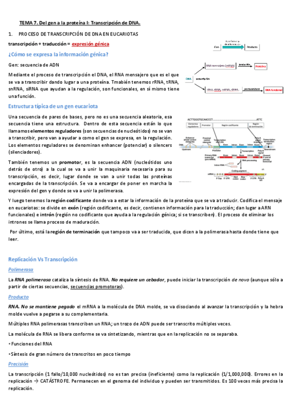 Miniatura del documento TEMA-7-TRANSCRIPCION-DEL-ADN.pdf