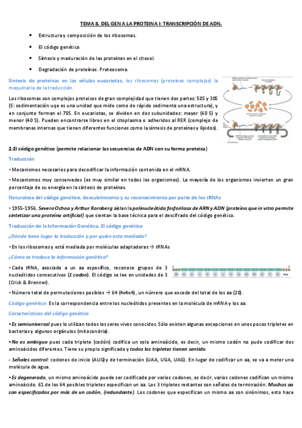 Miniatura del documento TEMA-8.-DEL-GEN-A-LA-PROTEINA.-TRANSCRIPCION-DE-ADN..pdf