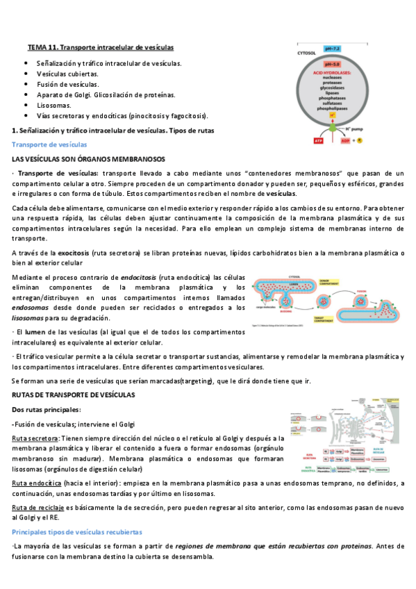 Miniatura del documento TEMA-10-TRANSPORTE-INTRACELULAR-DE-VESICULAS.pdf