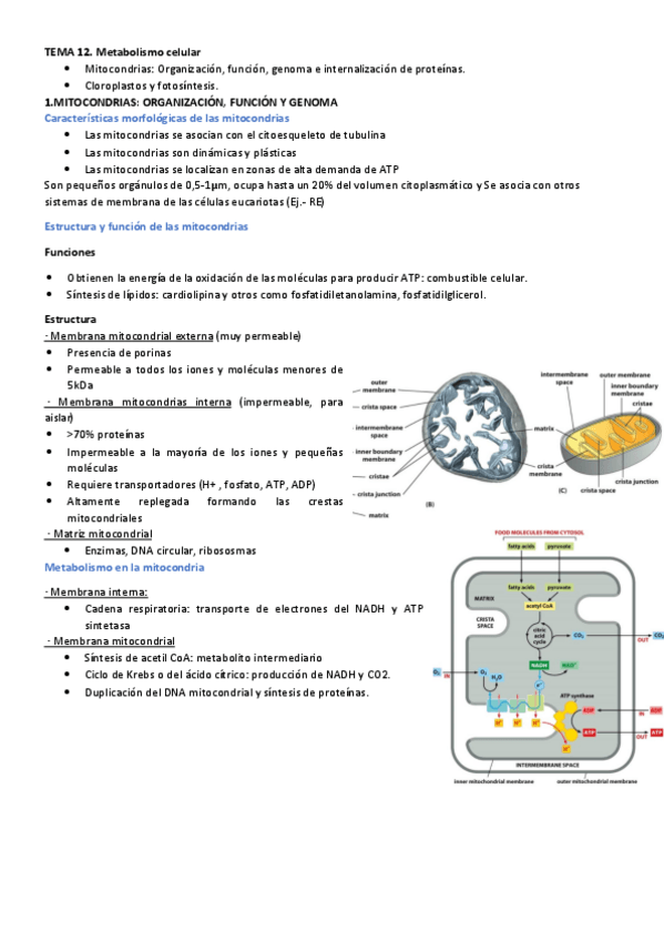 Miniatura del documento TEMA-11.-METABOLISMO-CELULAR.pdf