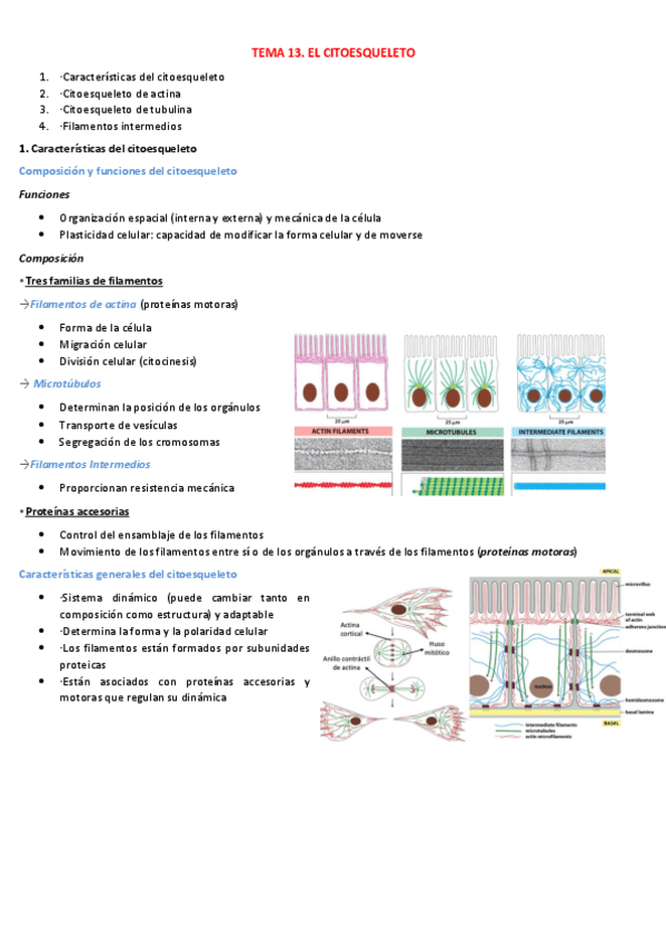 Miniatura del documento TEMA-12.-EL-CITOESQUELETO.pdf