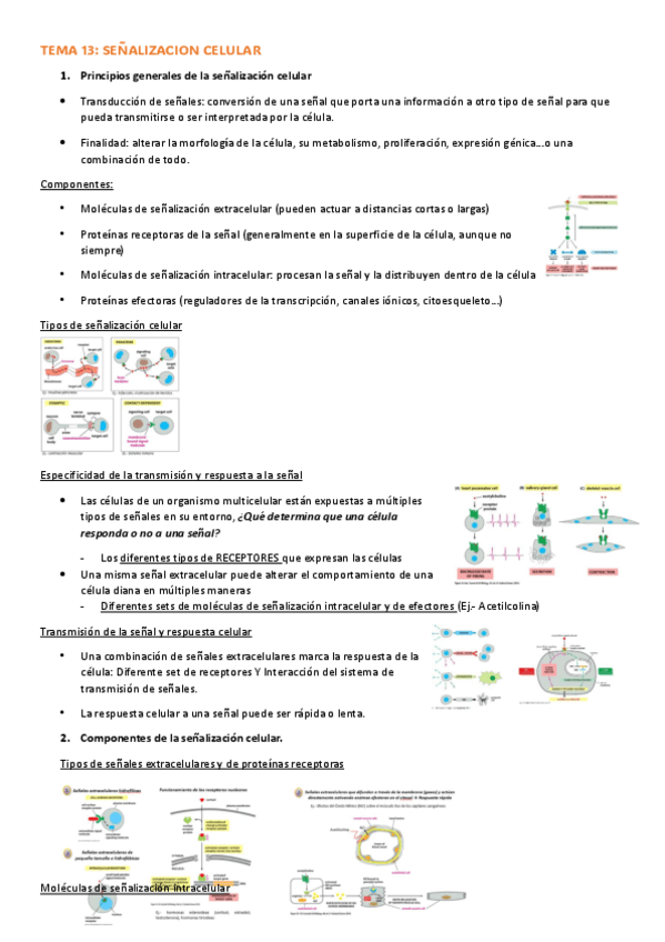 Miniatura del documento TEMA-13-SENALIZACION-CELULAR.pdf