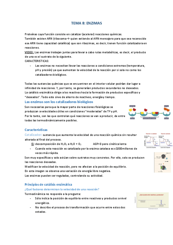 Miniatura del documento TEMA-8-las-enzimas.pdf