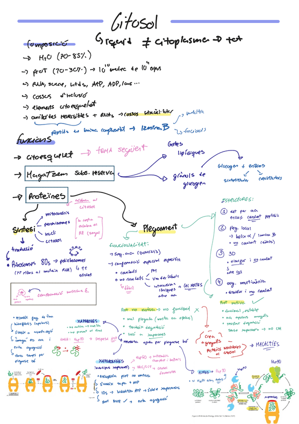 Miniatura del documento Citosol.pdf