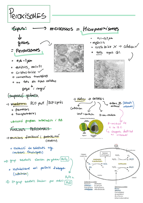 Miniatura del documento Peroxisomes.pdf