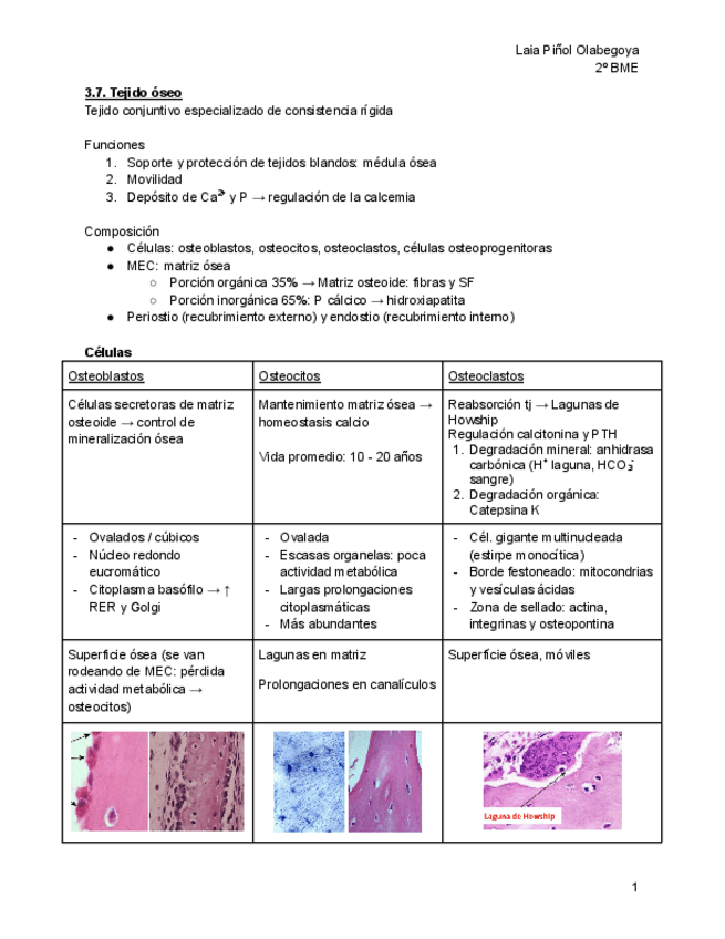 Miniatura del documento T3-Tejido-oseo.pdf