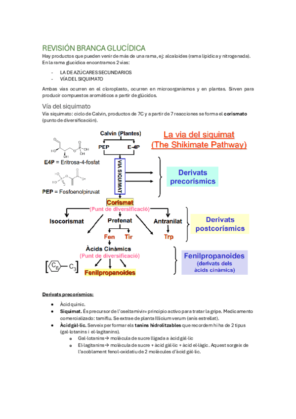 Miniatura del documento Repas-Metabolisme-Secundari.pdf