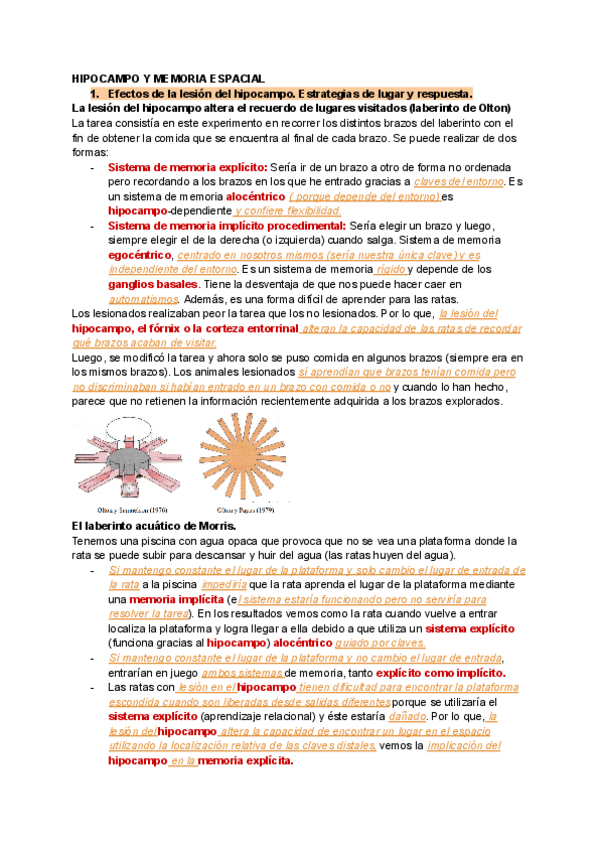 Miniatura del documento Hipocampo-y-memoria-relacional-y-espacial.pdf