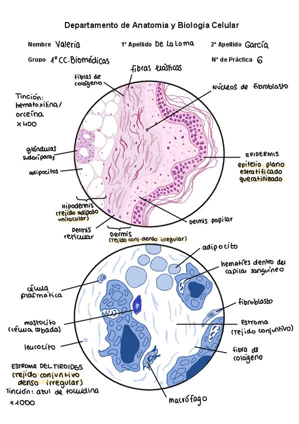 Miniatura del documento Microscopio-6-tejido-conjuntivo.pdf