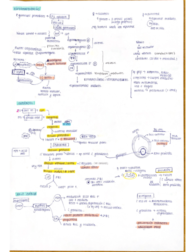 Miniatura del documento Embrio-Sofi.pdf