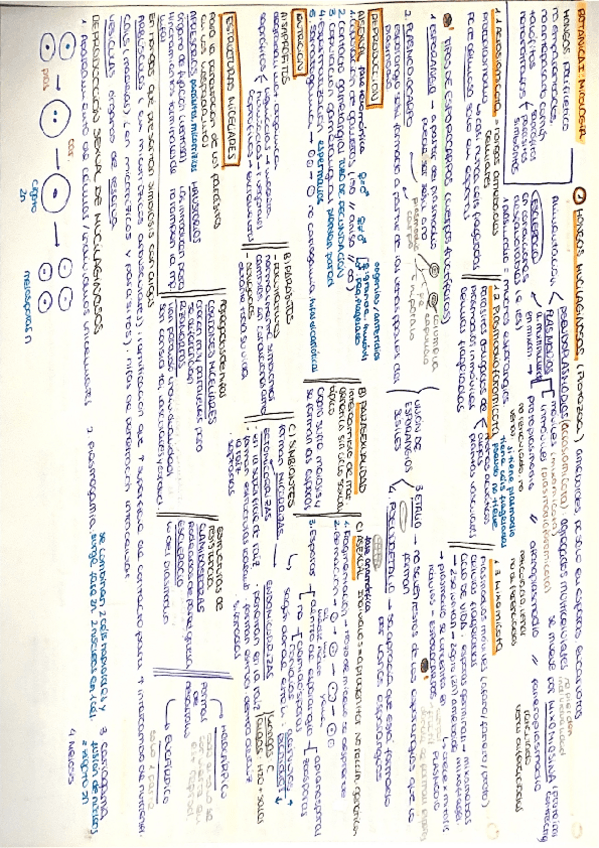Miniatura del documento esquema-micologia-entero.pdf