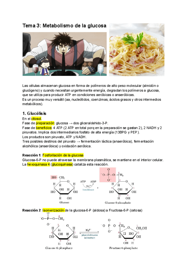 Miniatura del documento T3-metabolismo-de-la-glucosa.pdf