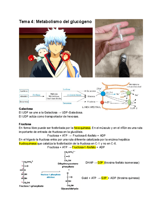 Miniatura del documento T4-metabolismo-gel-glucogeno.pdf