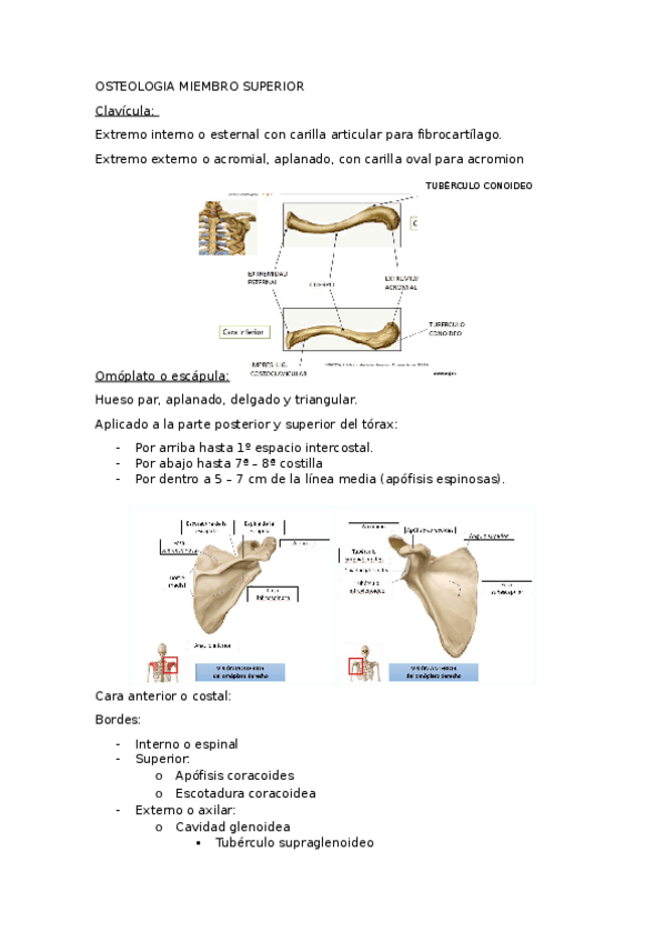 Miniatura del documento OSTEOLOGIA-MIEMBRO-SUPERIOR.odt