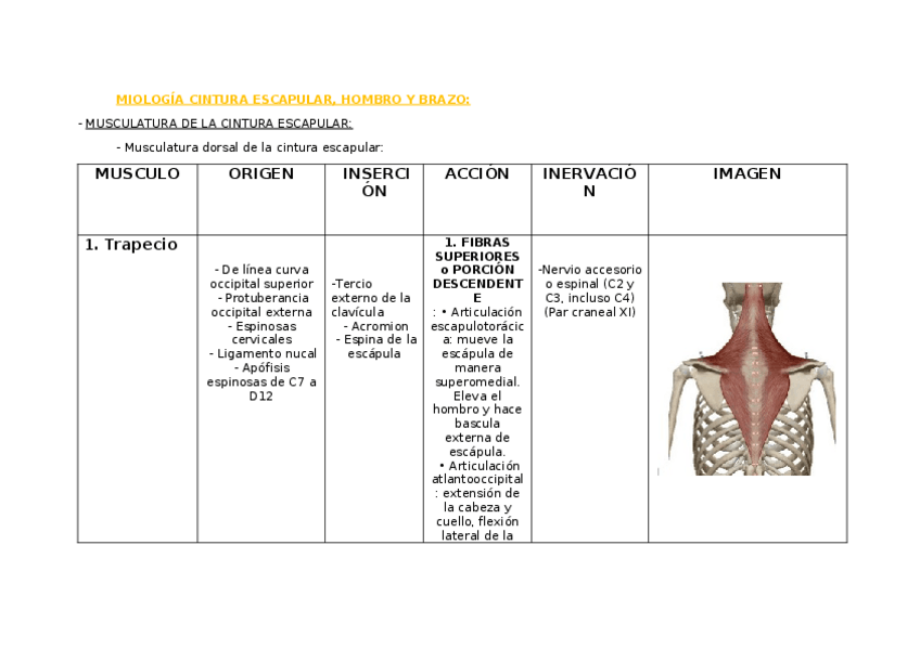 Miniatura del documento MIOLOGIA-CINTURA-ESCAPULAR.docx
