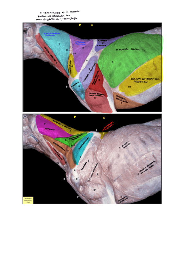 Miniatura del documento Imagenes-Musculos.pdf