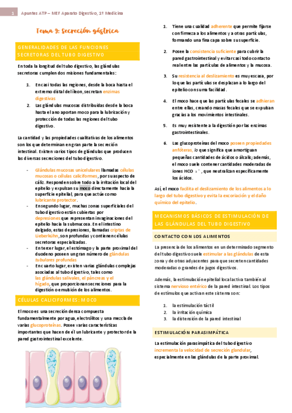 Miniatura del documento tema-9-ap-digest-fisio.pdf