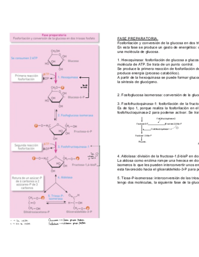 Miniatura del documento Apuntes.pdf