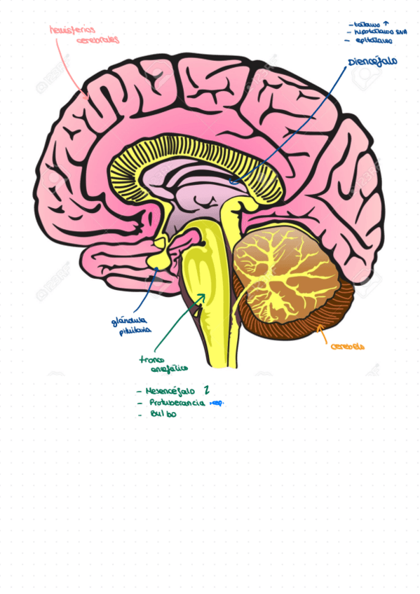 Miniatura del documento esquema-partes-Cerebro.pdf