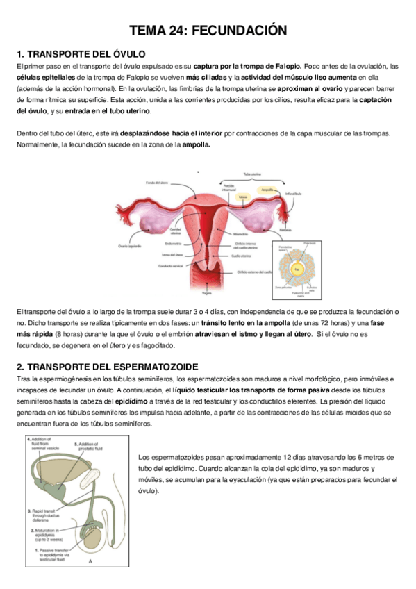 Miniatura del documento Tema-24.-Fecundacion.pdf
